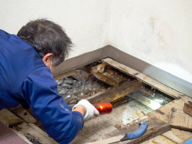 Best Emergency Mold Removal  in Boise, ID