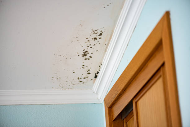 Best Mold Testing  in Boise, ID