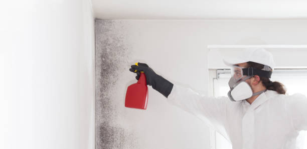 Best Emergency Mold Removal  in Boise, ID