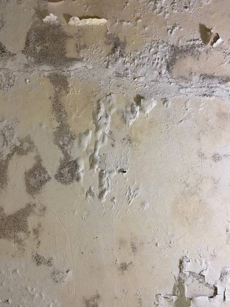Best Mold Testing  in Boise, ID