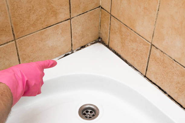 Best Mold Testing  in Boise, ID